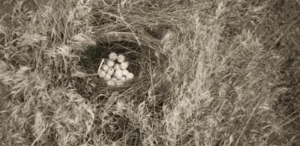 Chukar Partridge Nest, Eastern Oregon, from The Great Northwest Portfolio